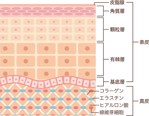 お肌の深層へアプローチ